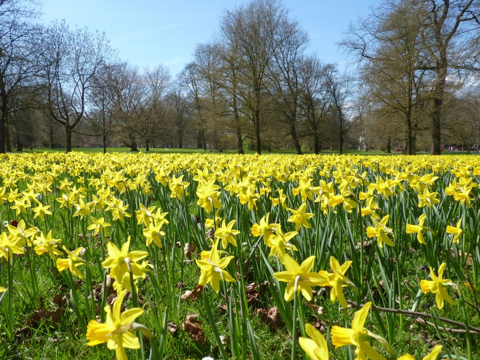 daffodils-6207_1920